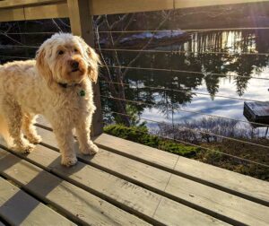 Deck Cable Railings